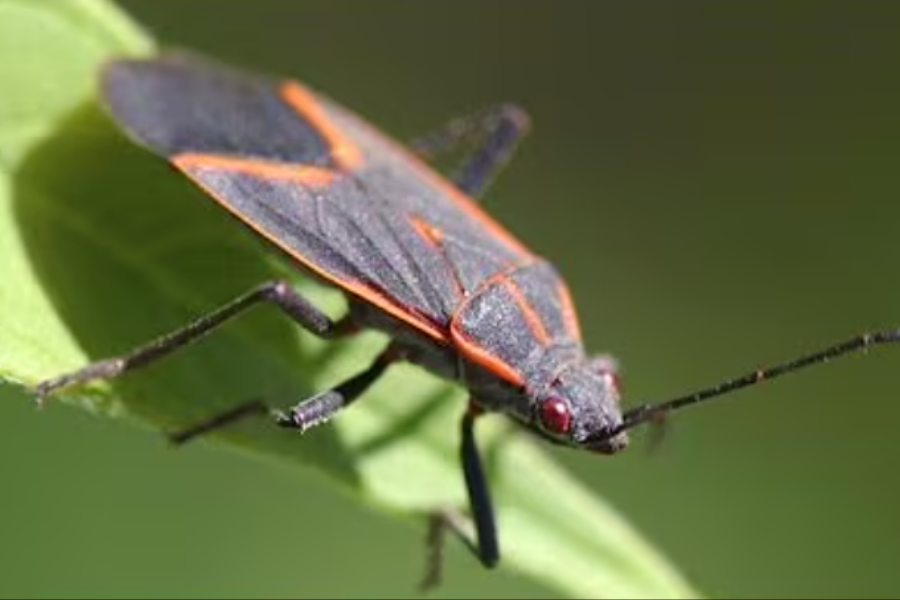 A close-up of a boxelder bug with black wings and orange markings perches on a green leaf.