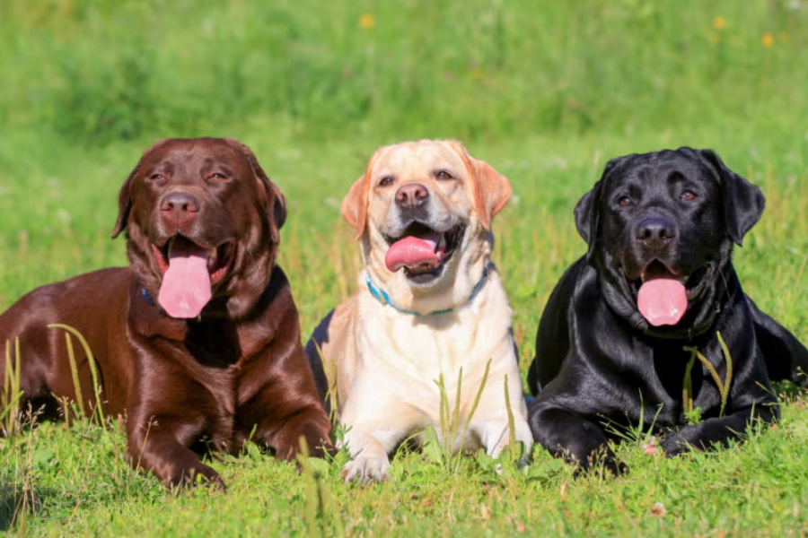 Three Labrador Retrievers—chocolate, yellow, and black—lying on green grass with tongues out.