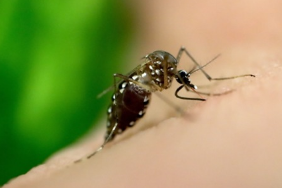 A mosquito with spotted legs feeds on human skin, its proboscis visibly inserted into the surface.