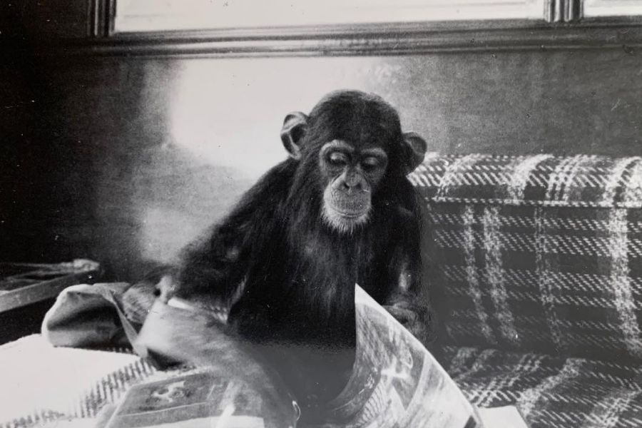 A black-and-white photo shows a young chimpanzee sitting on a plaid-covered couch, flipping through the pages of a magazine with focused attention.