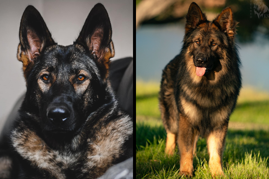 Side-by-side image of a black sable German Shepherd indoors and a long-haired German Shepherd standing on grass.