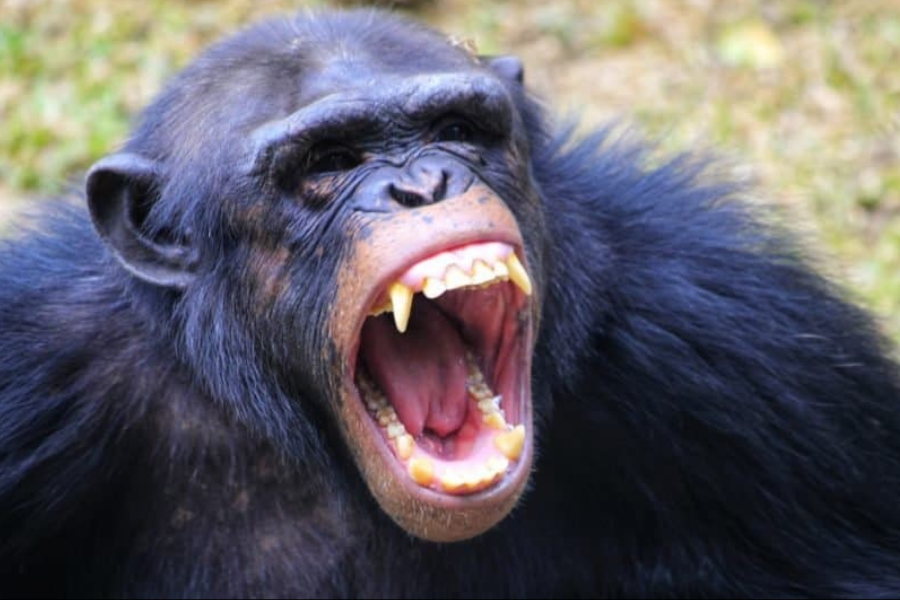 A chimpanzee shows its sharp teeth with its mouth wide open in a threatening or defensive expression. The animal's face and fur are clearly visible.