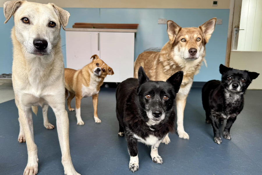 Group of five mixed breed dogs indoors, standing on a blue floor and looking curiously at the camera.