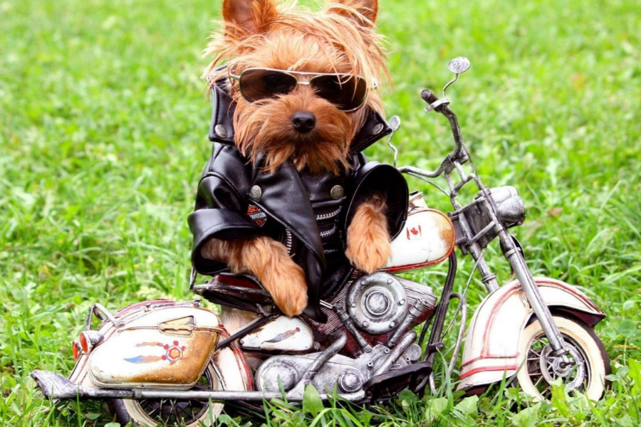 The 50 Most Beautiful Dog Breeds in the World, Ranked A small Yorkshire Terrier dog wearing sunglasses and a black leather jacket, sitting on a toy motorcycle on green grass.