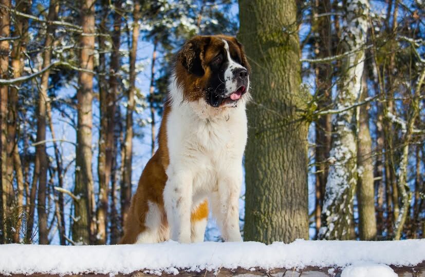 A Saint Bernard dog stands alert in a snowy forest with trees in the background and snow covering the ground.