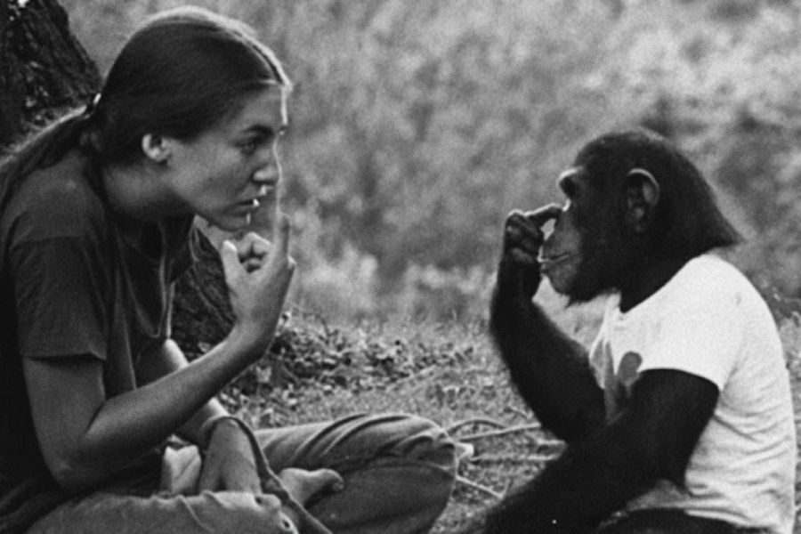 A black-and-white image of a woman and a young chimpanzee sitting on the ground, both pointing to their faces in what appears to be a shared sign language interaction.