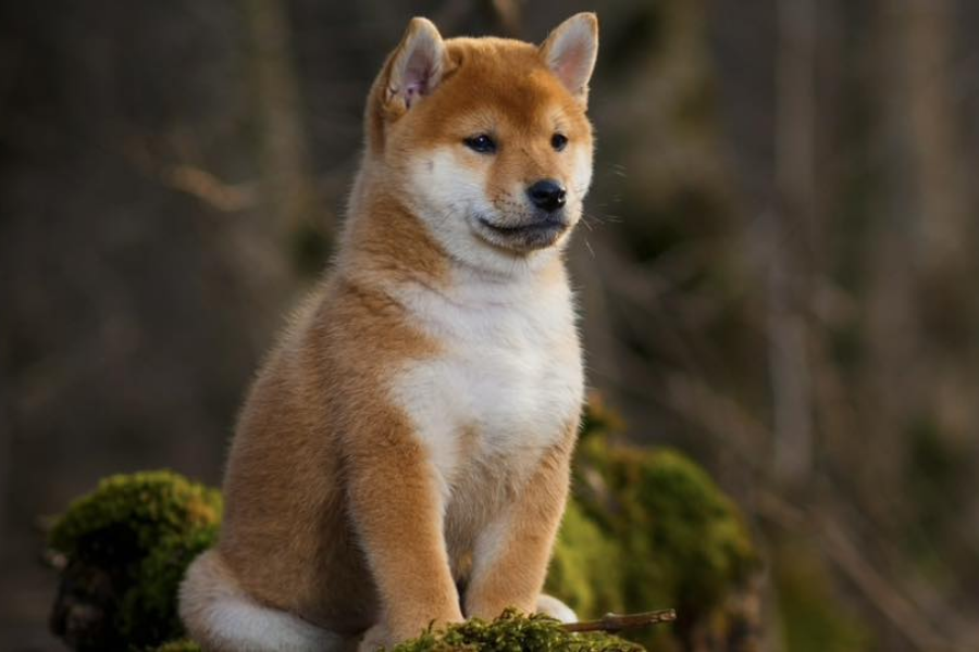 Shiba Inu puppy sitting on a mossy surface in a wooded area with a calm, alert expression.