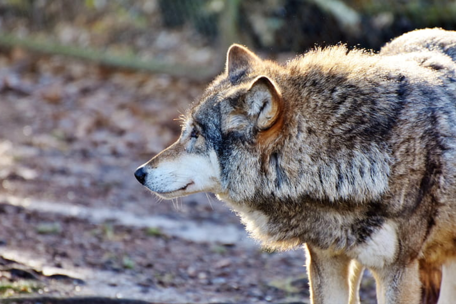 A gray wolf stands alert in a wooded area, gazing to the left with soft morning light highlighting its thick fur.