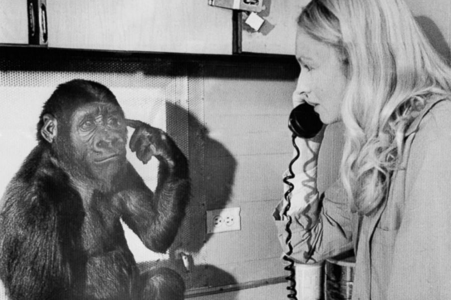 A young gorilla makes a hand gesture near its face while looking toward a woman speaking on a corded telephone in a kitchen-like setting.