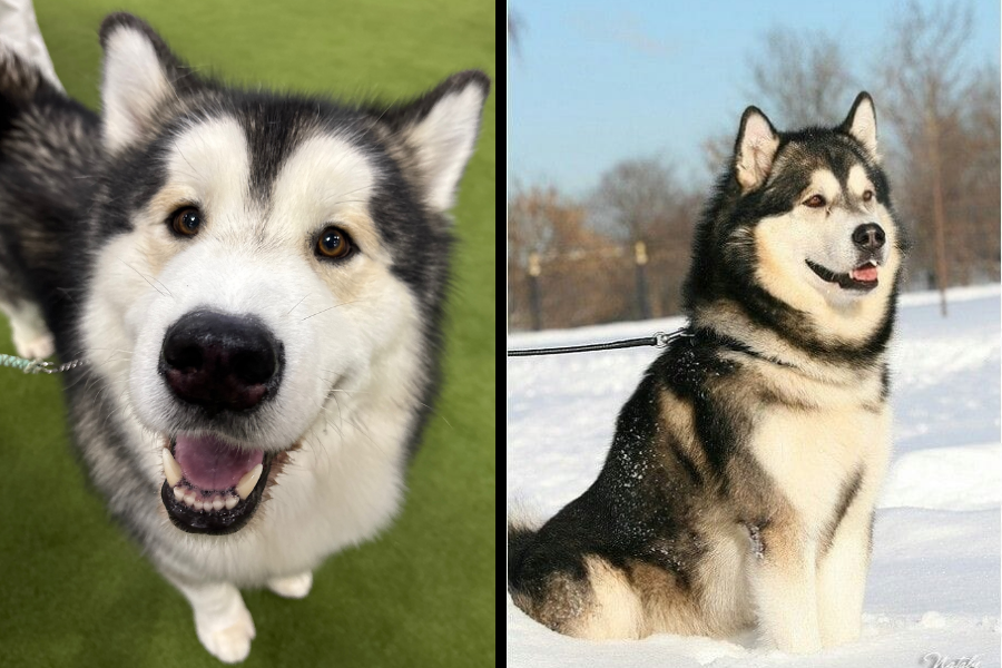 Side-by-side image of an Alaskan Malamute smiling on grass and another sitting proudly in the snow.