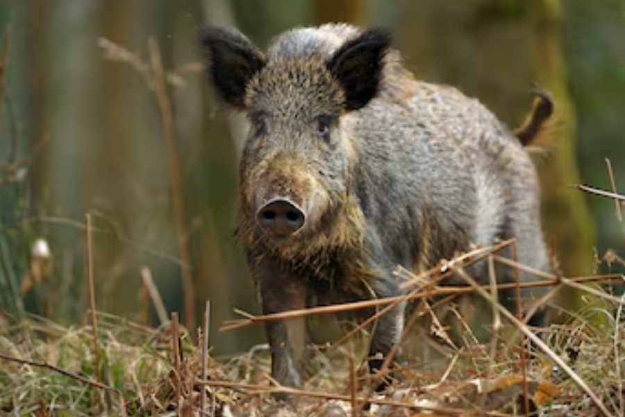 A wild boar stands in a dense forest area with muddy fur and alert eyes. Its snout is pointed slightly forward toward the camera.