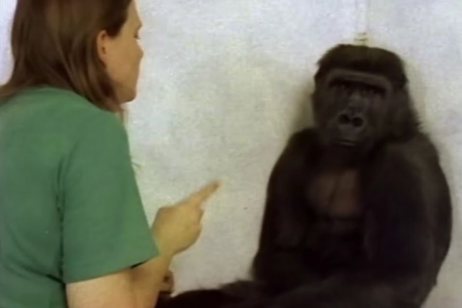 A woman gestures with her finger while speaking to a seated gorilla against a white wall. The gorilla looks at her with a neutral expression.