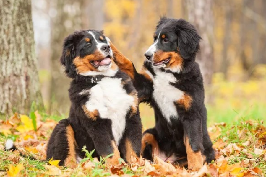 Two playful Bernese Mountain Dog puppies interacting in a forest with fallen leaves around them.