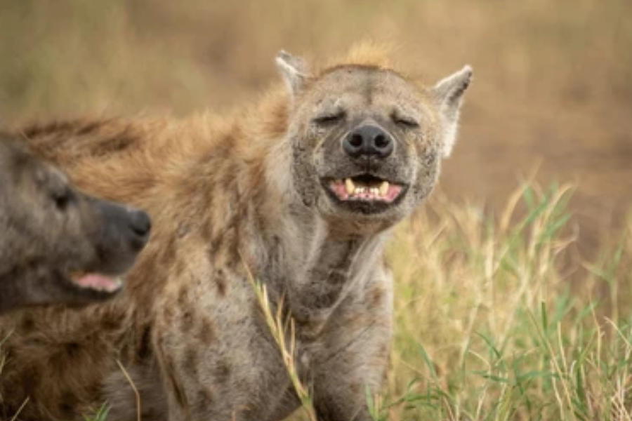 A spotted hyena with a muddy coat appears to be grinning with its eyes closed. Another hyena is partially visible beside it in a dry, grassy landscape.