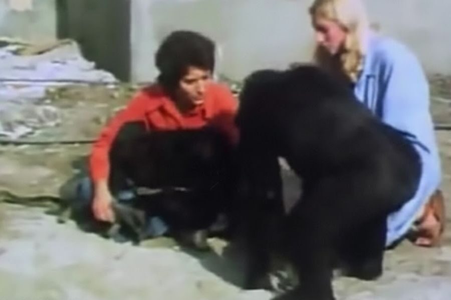 Two women crouch outdoors with a gorilla facing away from the camera. The three appear engaged in a moment of interaction or observation.