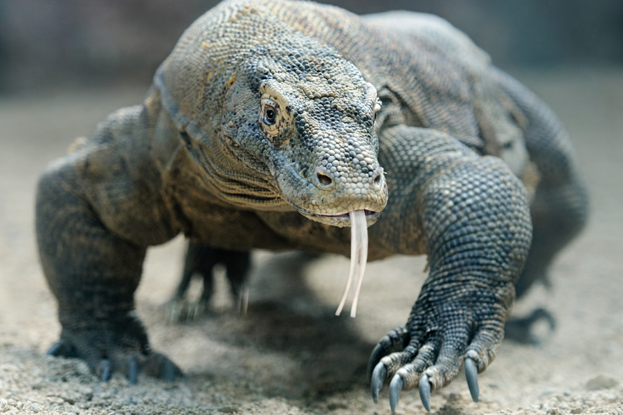 A Komodo dragon walks on sandy terrain with its tongue flicking out. Its muscular body and textured scales are in sharp focus.