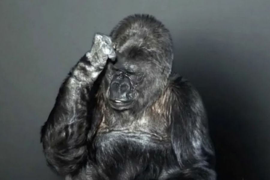 A gorilla raises its hand to its forehead with a contemplative expression, posed against a dark grey background. The gesture suggests a thoughtful or frustrated mood.