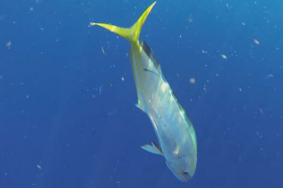 A vibrant fish with a metallic blue body and bright yellow tail swims in clear blue ocean water. The scene conveys a sense of freedom and tranquility.