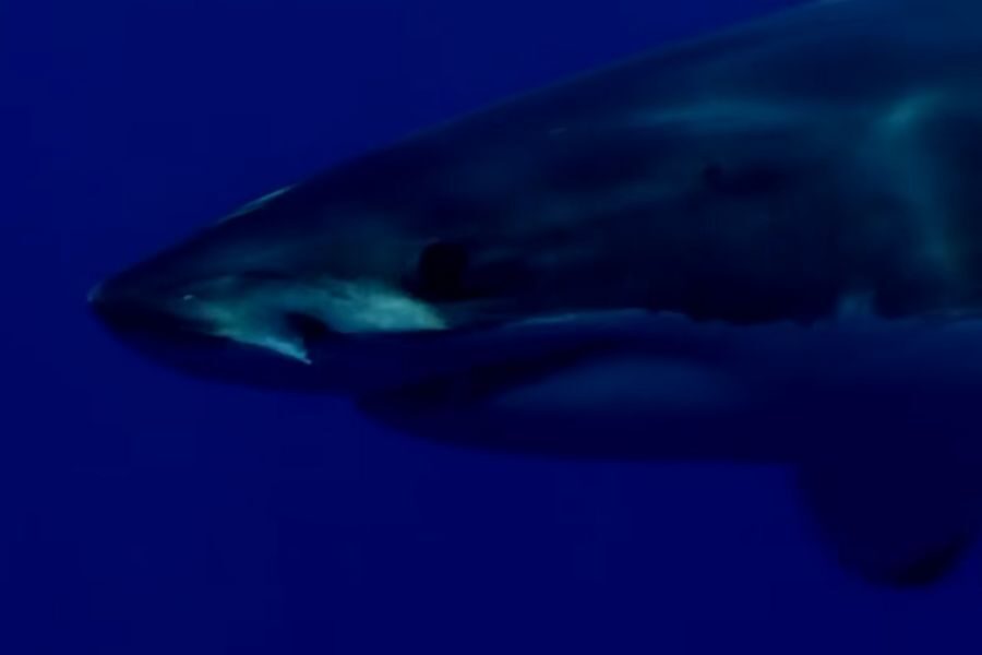 Close-up of a shark swimming in deep blue water, showcasing its pointed snout and dark eyes. The image conveys a sense of mystery and power.