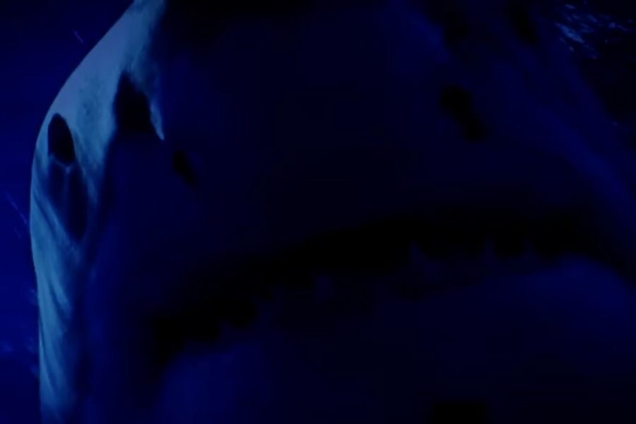 Close-up of a shark's face in dim blue lighting, highlighting its eyes and mouth. The atmosphere is dark and mysterious, evoking suspense.